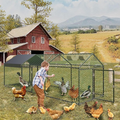 Large walk metal chicken - walk-in,