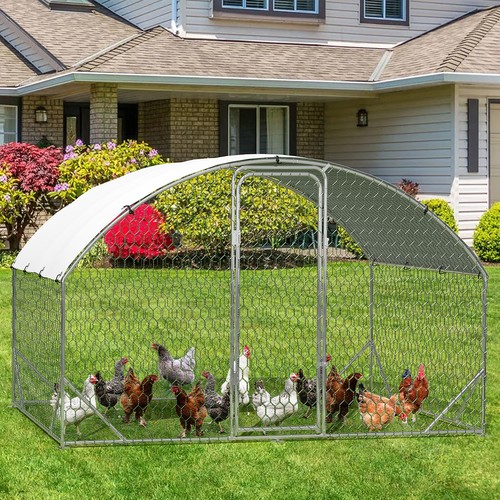 Walk in chicken - walk,