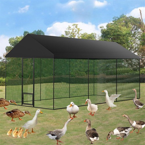 Large walk in chicken - large,