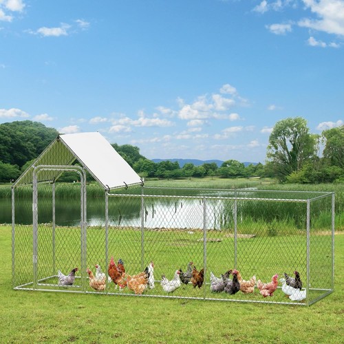 Walk chicken run - chicken,
